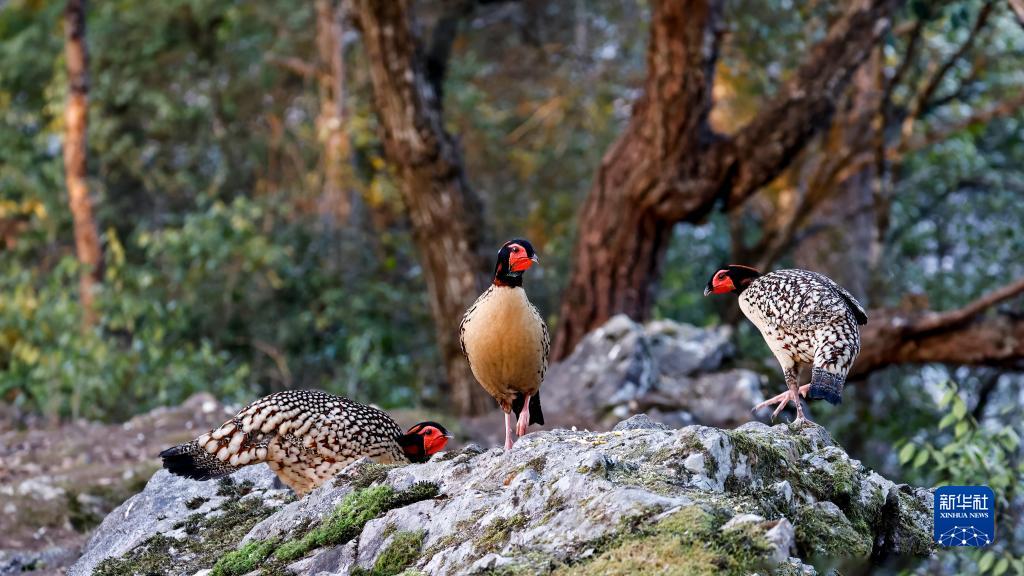 　　6月13日、14日，河南多地发布人工增雨公告。提醒：任何组织和个人若发现未爆炸或爆炸不完全弹头、弹药碎片或火箭弹残骸，切勿擅自移动、藏匿、拆解和损毁等，请立即报告当地政府或人工影响天气有关部门，或者立即拨打110向当地公安部门报警。