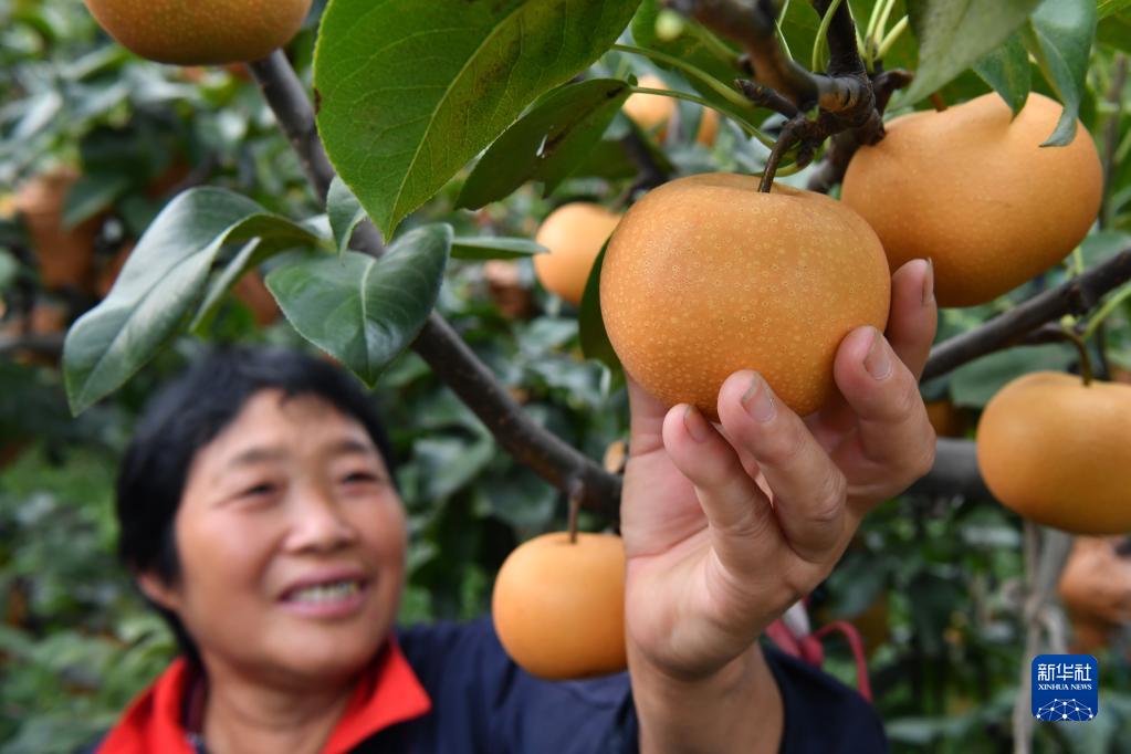 　　最近两起企业补税事件引起市场关注。一是湖北枝江酒业股份有限公司被要求补税8500万元，因这笔税款被追溯至1994年，使得税务“倒查30年”成为舆论焦点。二是宁波博汇化工科技股份有限公司3月份收到当地税务要求补税5亿元的通知，最近企业宣布停产。上述两起事件，引起了一些企业人士的担忧。这些担忧包括是否存在全国性查税，不少企业担忧如果倒查多年需要补税，这对于经营困难的当下无疑是“雪上加霜”。跟多位省级、市级税务人士交流得知，目前并没有全国性查税部署。一些地方根据当地税收大数据风险提示等对个别企业查税，是日常工作，也是税务部门正常履职。毕竟税务部门主要负责税收、社会保险费和有关非税收入的征收管理，发现偷逃税、少缴税行为，理应依法制止，否则就是渎职。（第一财经）