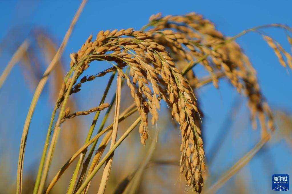 　　针对上述情况，通用汽车高管表示，企业对扭转中国市场的销售局面仍有信心，他们希望旗下新能源车型能在中国市场继续发力。据彭博社报道，通用汽车董事长兼首席执行官玛丽·博拉此前表示，“当你观察中国市场时，会发现它与5年前有很大不同。我们希望能够以正确的方式参与到这个市场中。”尽管在中国市场份额占比不大，但斯特兰蒂斯也看好中国市场，并“入股”中国车企。去年10月，斯特兰蒂斯宣布与中国零跑汽车成为全球战略伙伴，并向后者投资15亿欧元。
