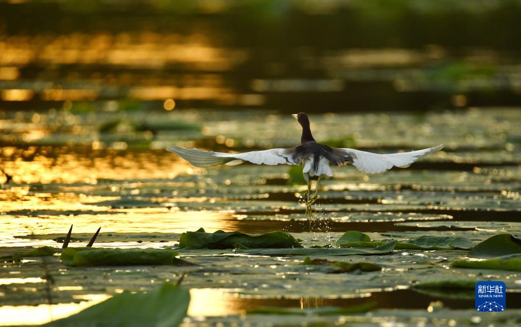 　　另外，近些年受经济下行、大规模减税降费、楼市土地市场低迷等影响，地方财政收入受到一定冲击，而刚性支出有增无减。在财政收支矛盾不断加大的背景下，地方政府也有更大的动力加强征管，查漏补缺，依法依规征收该征收的税费。当然，税务部门也要同时落实落细减税降费政策，坚守不收“过头税费”红线。